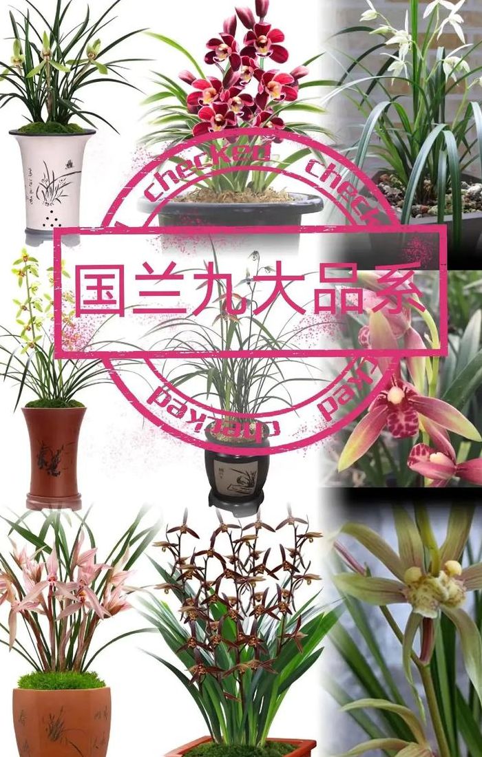 兰花水份对照表图（兰花水份对照表图高清）