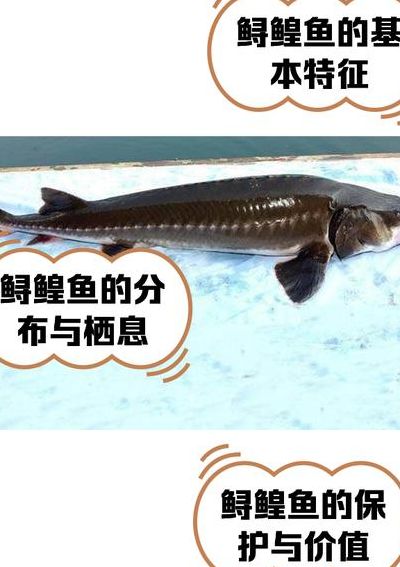 鲟鱼生长速度对照表图（鲟鳇鱼生长周期）
