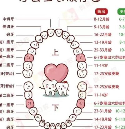 儿童换牙期对照表图（儿童换牙顺序图）