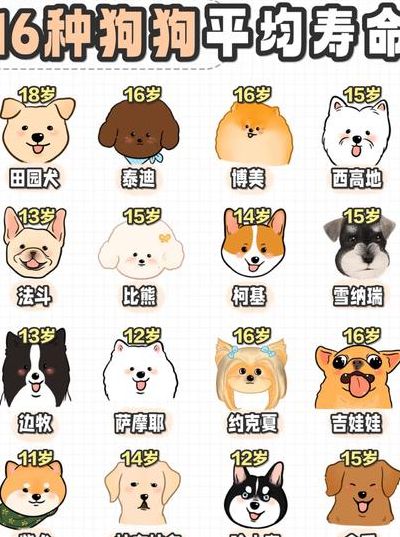 狗的寿命与体型对照表图（狗的的寿命和身长）