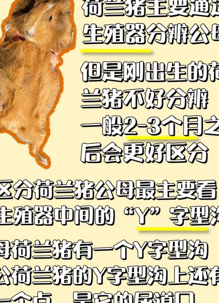 母豚鼠体重月龄对照表图（母豚鼠和公豚鼠的区别）