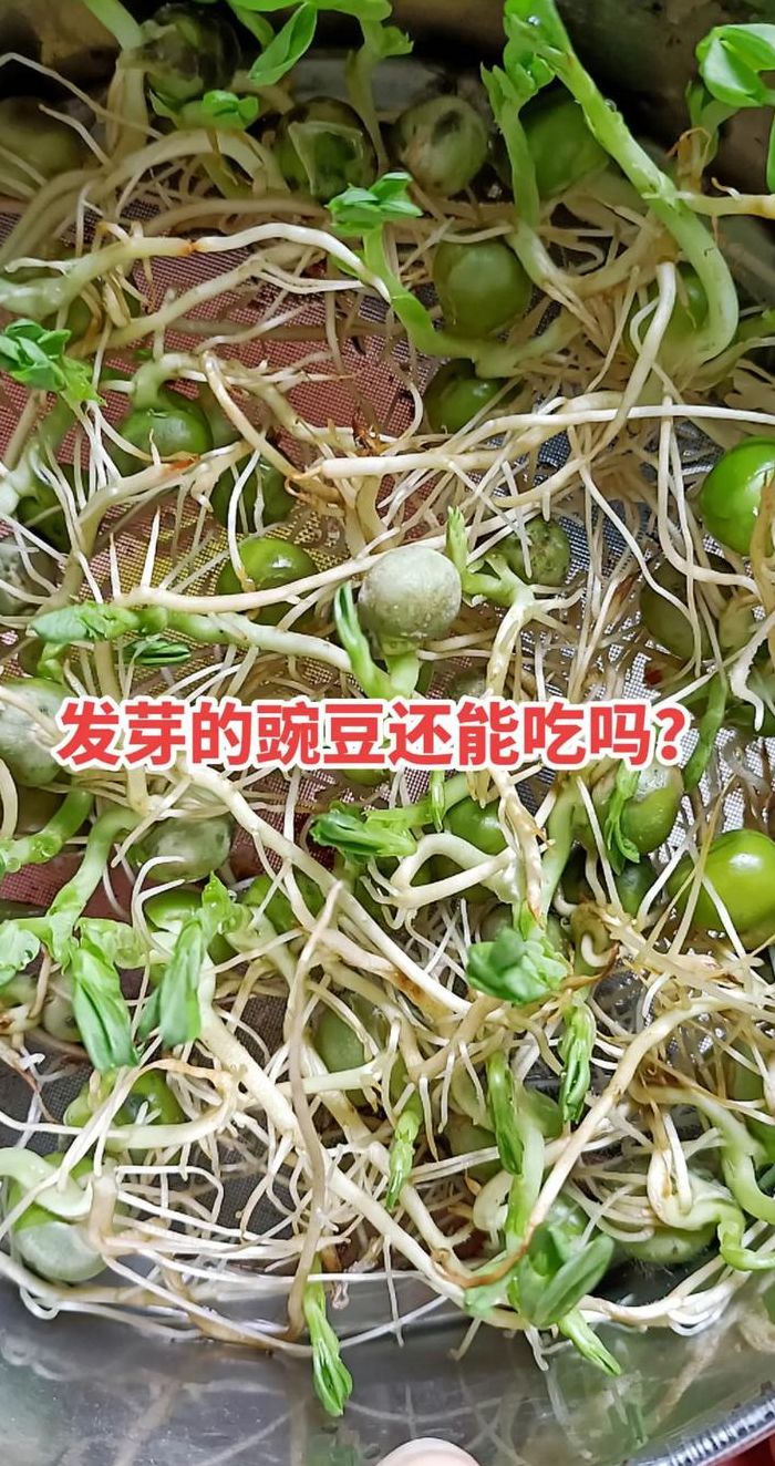 豌豆仁放冰箱发芽（豌豆仁发芽了还可以吃吗）