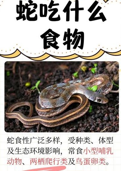 王蛇食物对照表图大全（王蛇怎么吃）