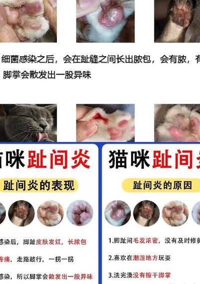 猫咪脚部疾病对照表图（猫咪脚板）