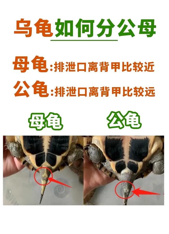 乌龟公母食量对照表图（乌龟公的母的）