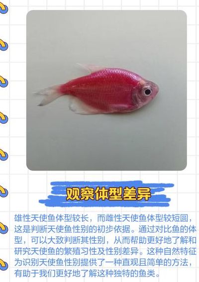 天使鱼公母大小对照表图（天使鱼性别）